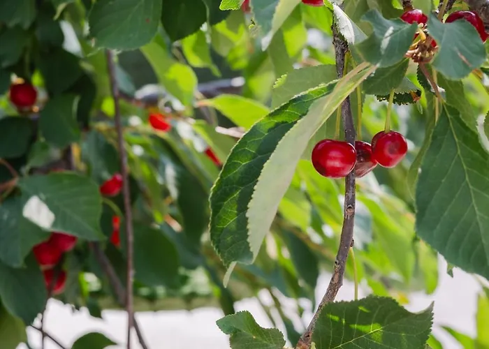 ベッド・アンド・ブレックファスト Giallo Ficodindia Canicattì